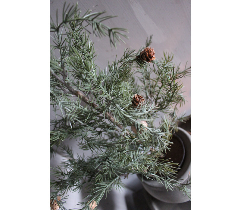 Namaak frosted cedar boom in pot 50cm