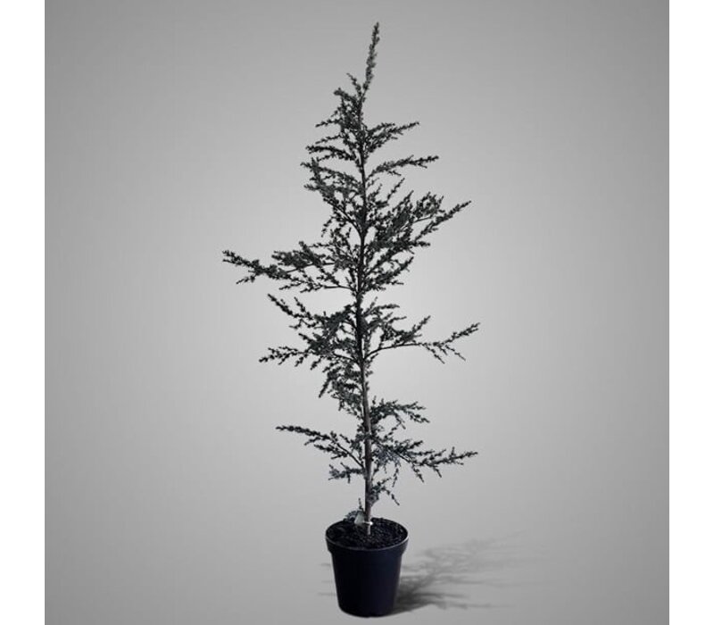 Brynxz Ceder tree grey 120cm