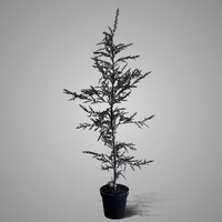 Brynxz Ceder tree grey 160 cm
