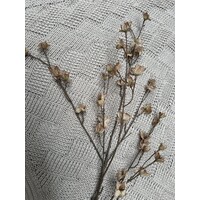 Brynxz grande cornus Old brown 110cm