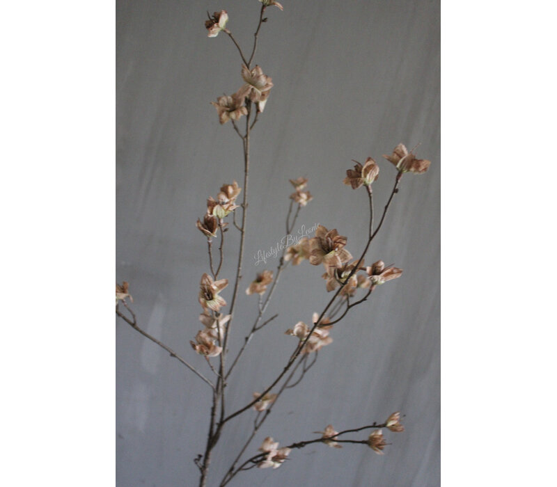 Brynxz grande Cornus old brown 110 cm