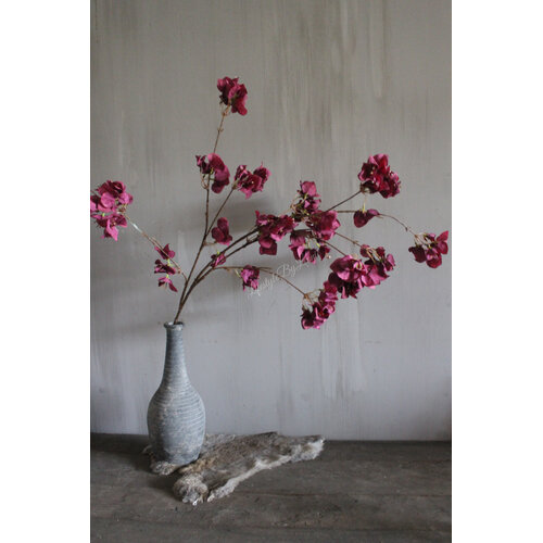 Brynxz grande Bouganvillea burgundy 130 cm 