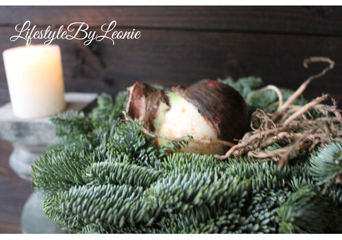 Amaryllis bol White pearl