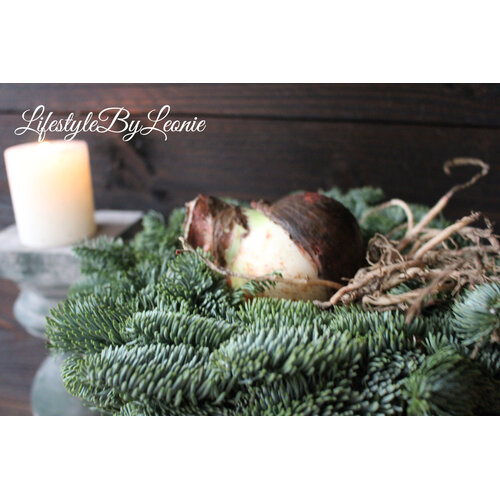 Amaryllis bol White pearl 