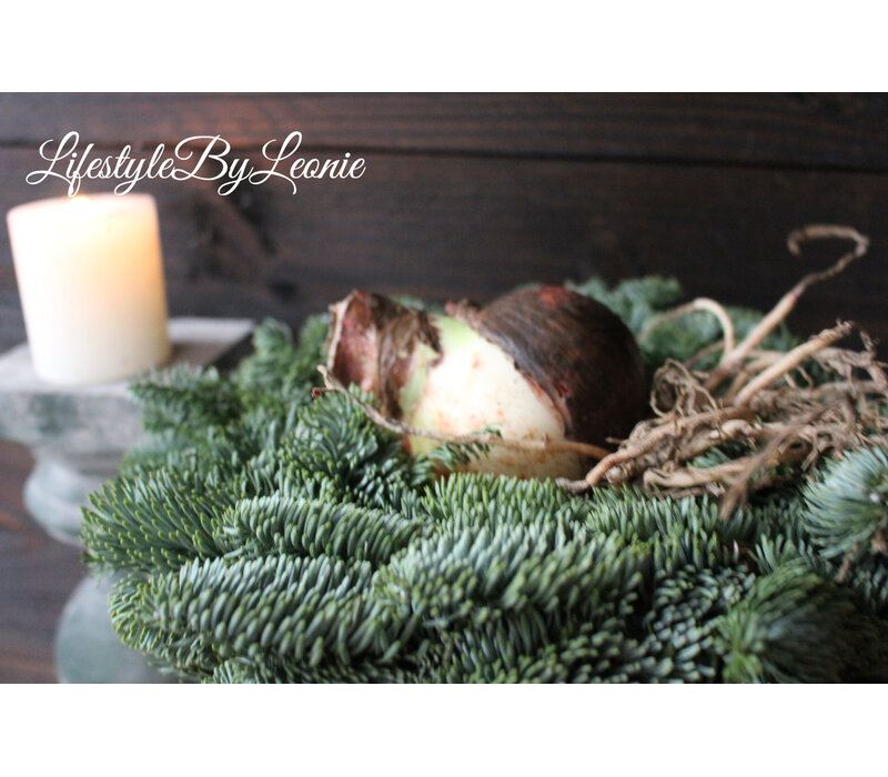 Amaryllis bol White pearl