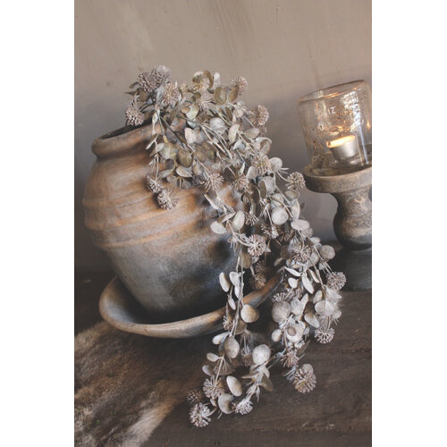 Namaak plant / hangtak Leucothoe green/grey 60 cm 