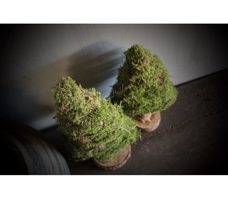 Mos boom op voet 50 cm