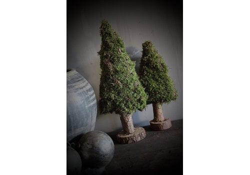 Mos boom op voet 50 cm