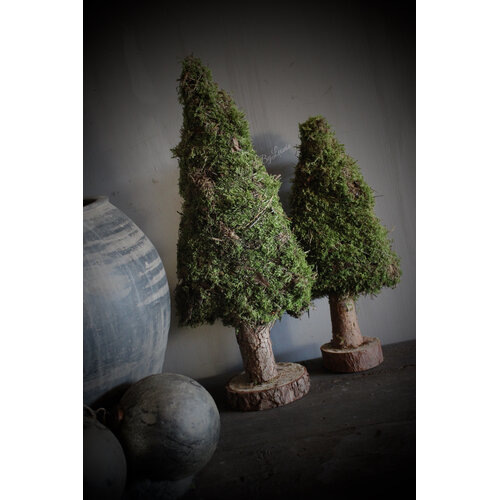 Mos boom op voet 50 cm 