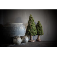 Mos boom op voet 50 cm