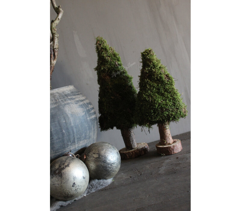 Mos boom op voet 50 cm