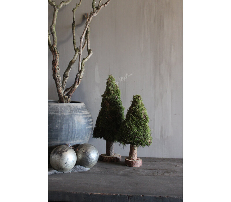 Mos boom op voet 50 cm