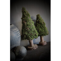 Mos boom op voet 40 cm