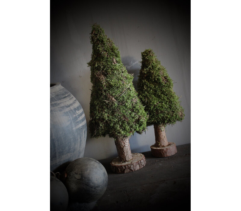 Mos boom op voet 40 cm