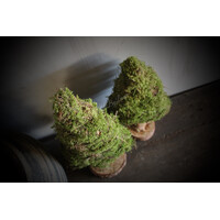 Mos boom op voet 40 cm