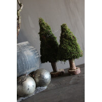 Mos boom op voet 40 cm