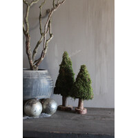 Mos boom op voet 40 cm