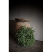 Groene wilde Asparagus krans 20 cm