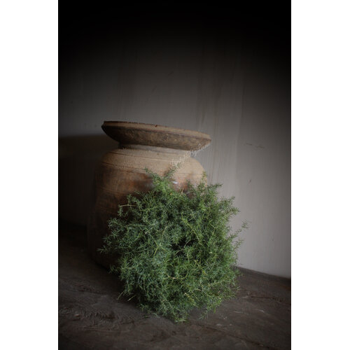 Groene wilde Asparagus krans 20 cm 