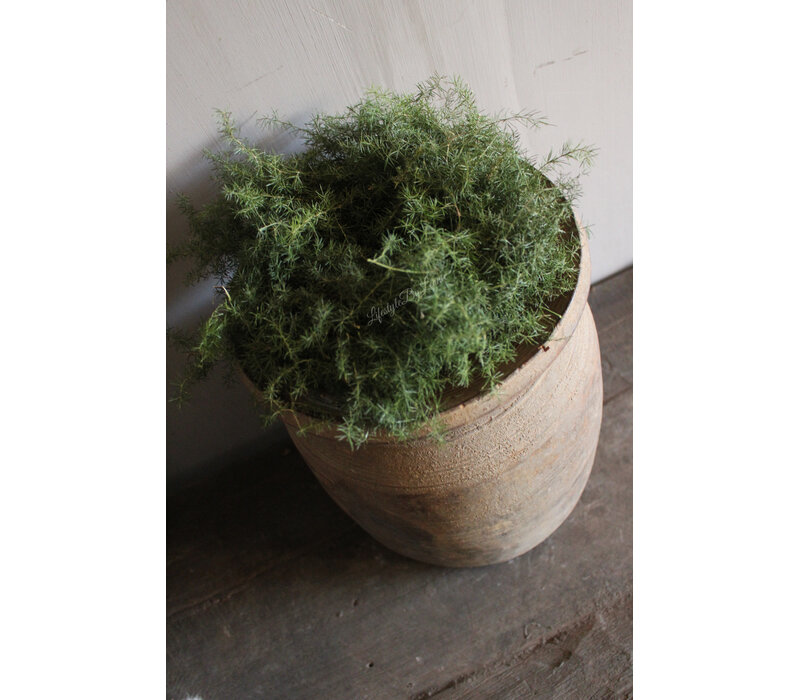 Groene wilde Asparagus krans 20 cm