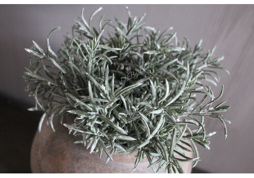 Namaak bos Podocarpus 29 cm