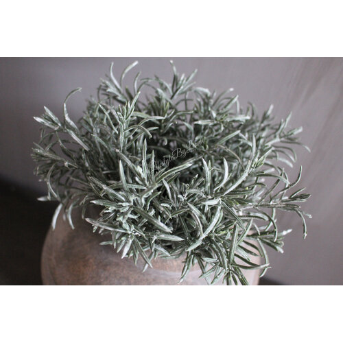 Namaak bos Podocarpus 29cm 