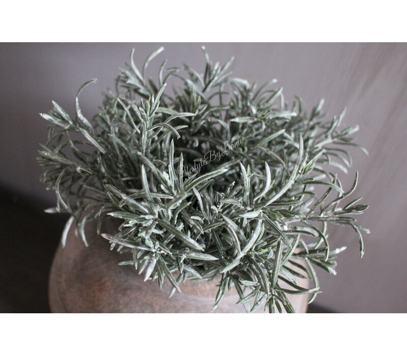 Namaak bos Podocarpus 29cm