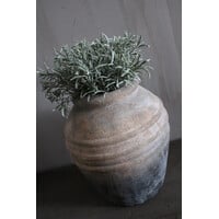Namaak bos Podocarpus 29 cm