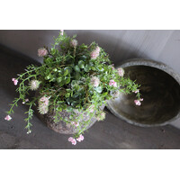 Namaak bos / deco bol Eucalyptus en Asparagus