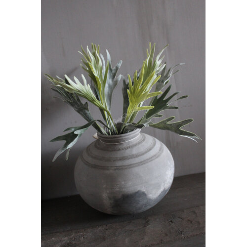 Namaak hertshoorn plant 45cm 