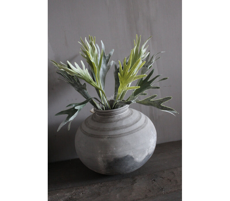 Namaak hertshoorn plant 45cm