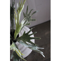 Namaak hertshoorn plant 45cm