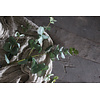 Kunst Eucalyptus tak groen/grijs 90 cm