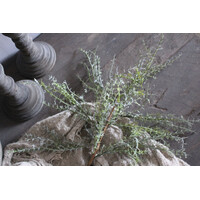 Kunst Asparagus tak groen/grijs 80 cm