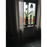 Grote namaak parrot tulp White 83 cm