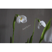 Namaak Sneeuwklokje white 30 cm