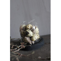 Glazen stolp met houten voet 10 cm