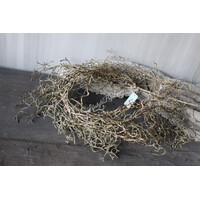 Brynxz Tillandsia hangend brown 120 cm