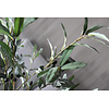 Brynxz Sylxz olijftak met olijven 120cm
