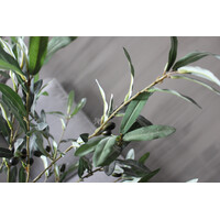 Sylxz olijftak met olijven 120cm