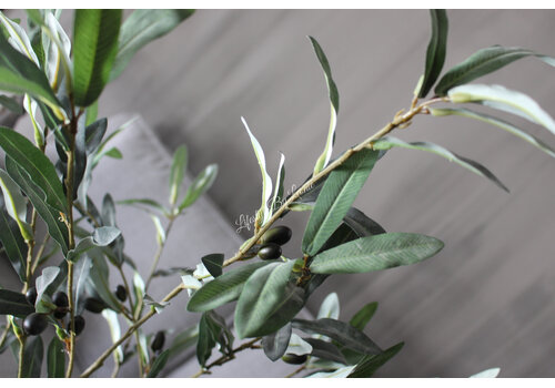 Brynxz Sylxz Olijftak met olijven 120 cm