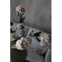 Sylxz Viburnum light pink 90 cm