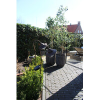 Roestige planten bak metaal Bart