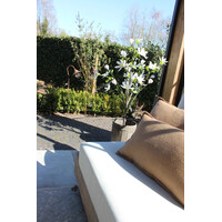 Roestige planten bak metaal Bart