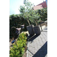 Roestige planten bak metaal Bart