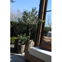 Roestige planten bak metaal Bart