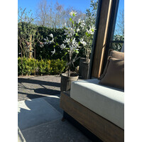 Roestige planten bak metaal Bart