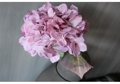 Brynxz Sylxz Hortensia light pink 65 cm