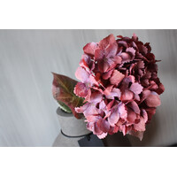 Sylxz hortensia 65cm Oud roze