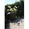 Brynxz Sylxz Viburnum white 120 cm